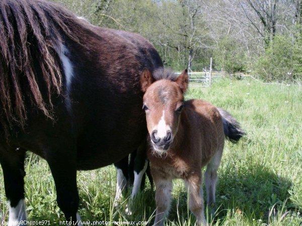 Photo de Shetland