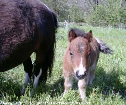 Photo de Shetland