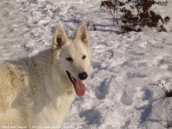 Photo de Berger blanc suisse