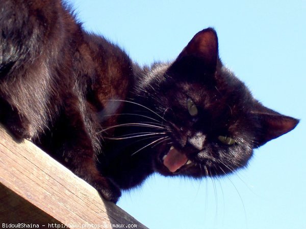 Photo de Chat domestique