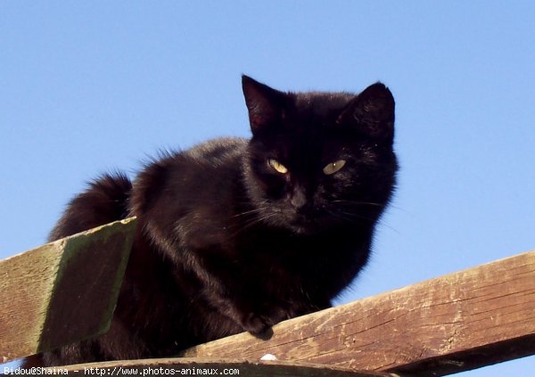 Photo de Chat domestique