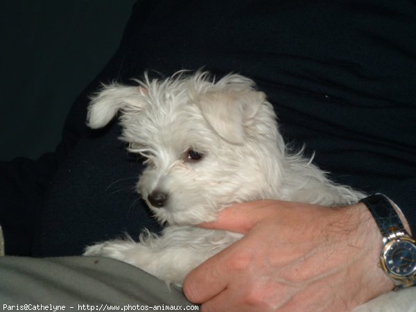 Photo de Bichon maltais