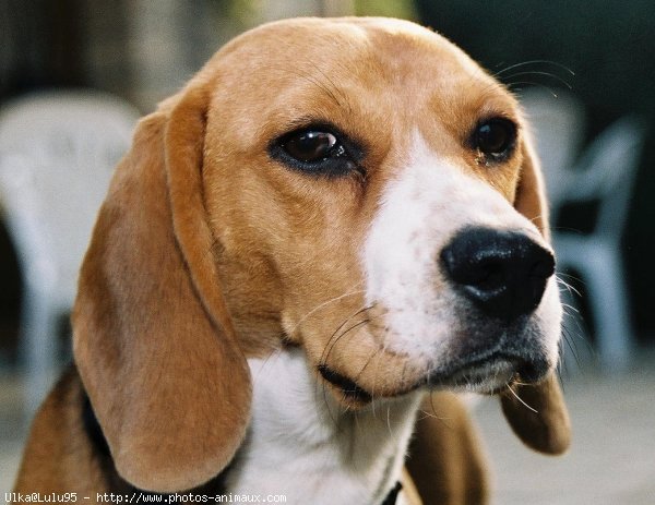 Photo de Beagle