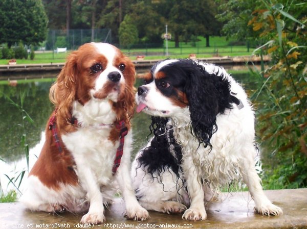 Photo de Cavalier king charles spaniel