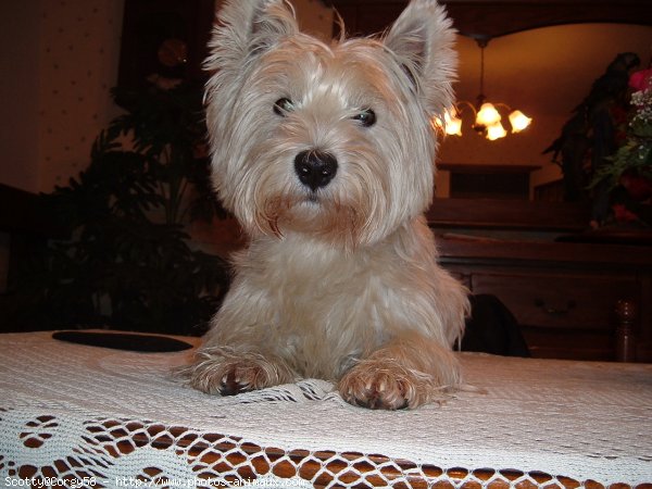 Photo de West highland white terrier