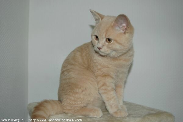 Photo de British shorthair