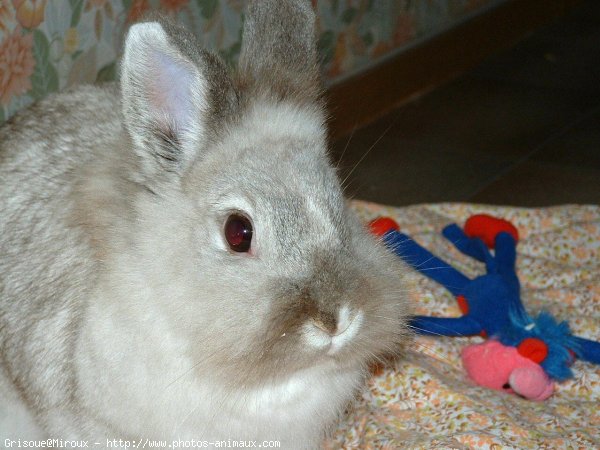 Photo de Lapin