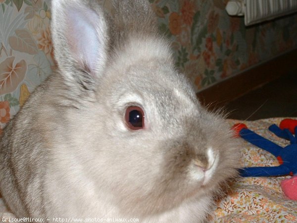 Photo de Lapin