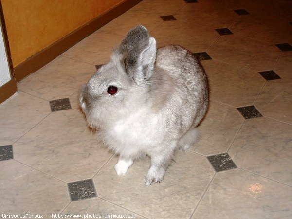 Photo de Lapin