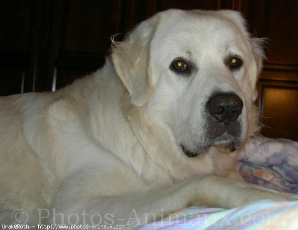 Photo de Chien de berger des tatras