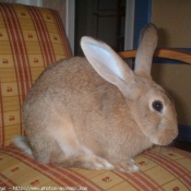 Photo de Lapin