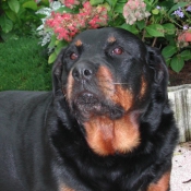 Photo de Rottweiler