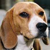 Photo de Beagle