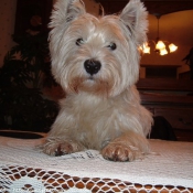 Photo de West highland white terrier