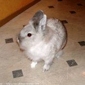 Photo de Lapin