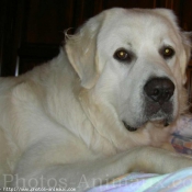 Photo de Chien de berger des tatras