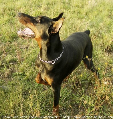 Photo de Dobermann