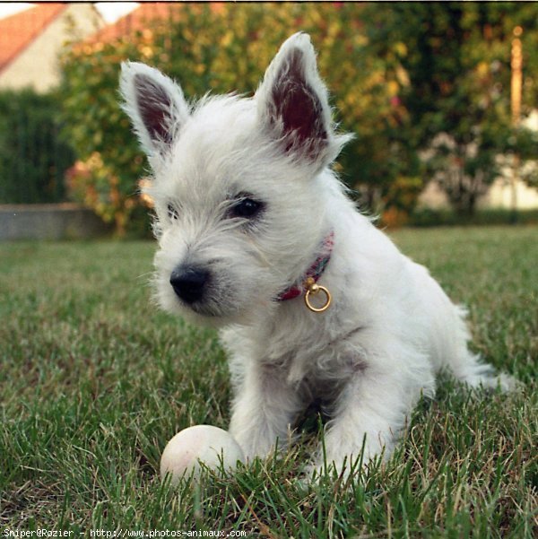 Photo de West highland white terrier