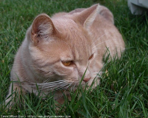 Photo de Chat domestique