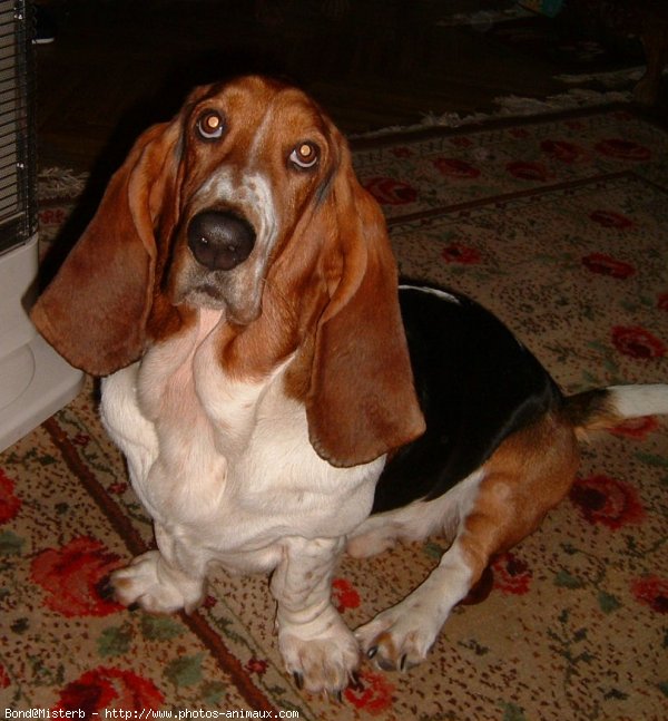 Photo de Basset hound