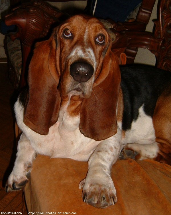 Photo de Basset hound