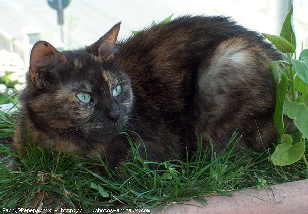 Photo de Chat domestique