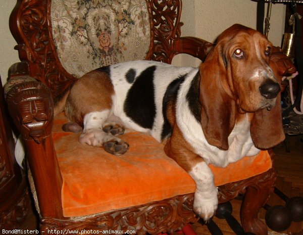 Photo de Basset hound