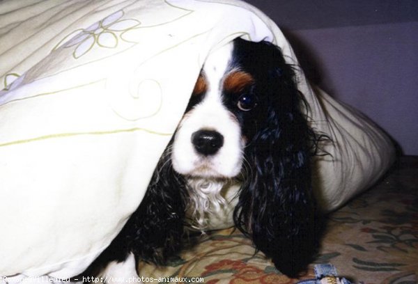 Photo de Cavalier king charles spaniel