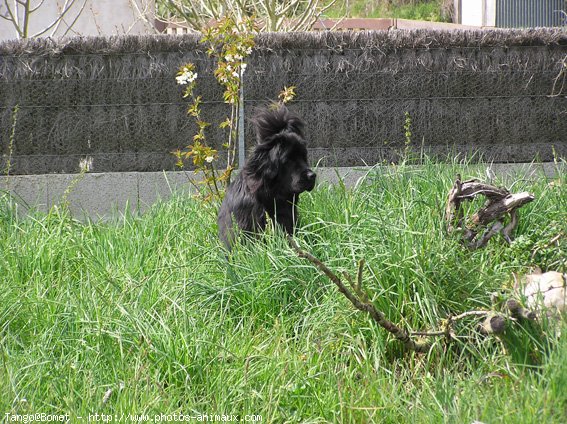 Photo de Chien de terre-neuve