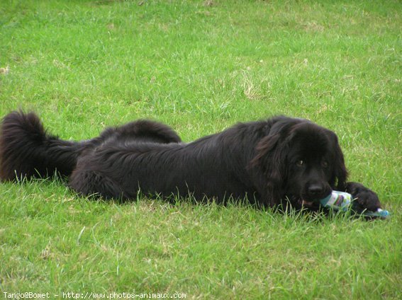 Photo de Chien de terre-neuve