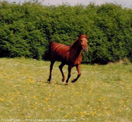 Photo de Croisement