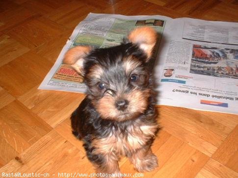 Photo de Yorkshire terrier