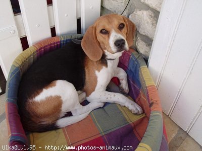 Photo de Beagle