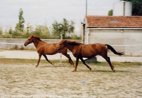 Photo de Races diffrentes