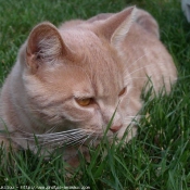 Photo de Chat domestique