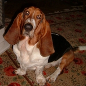 Photo de Basset hound