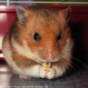 Photo de Hamster