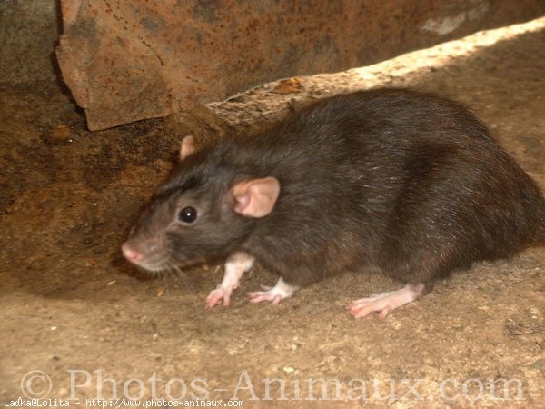 Photo de Rat