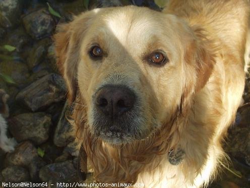 Photo de Golden retriever