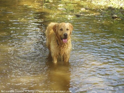 Photo de Golden retriever