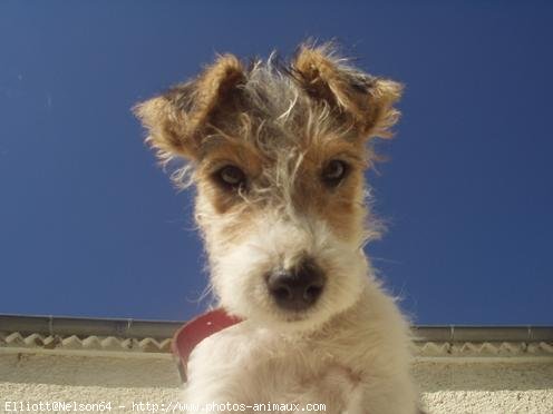 Photo de Fox terrier  poil dur