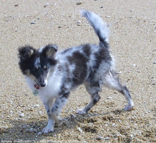 Photo de Chien de berger des shetland