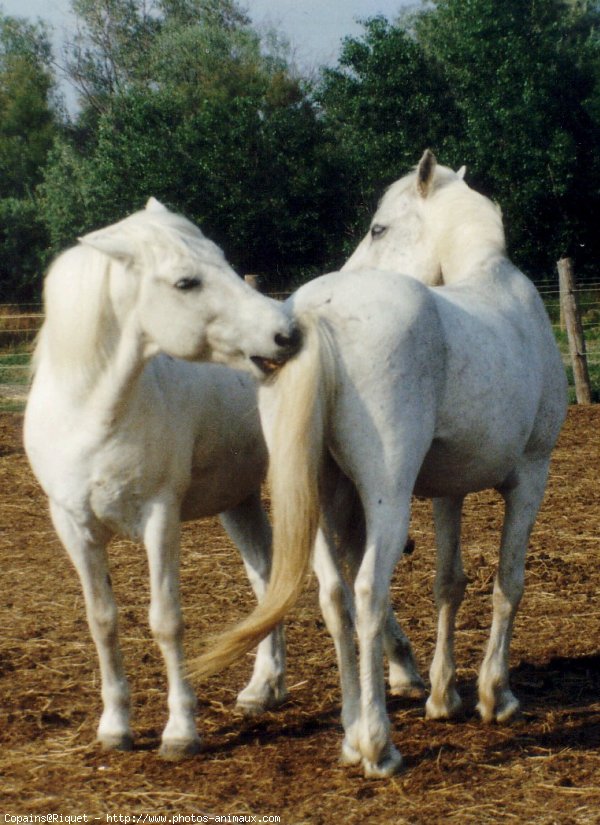 Photo de Camargue