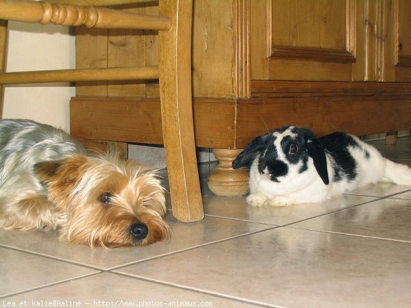 Photo de Yorkshire terrier