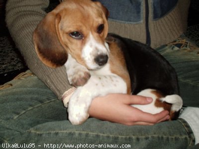 Photo de Beagle