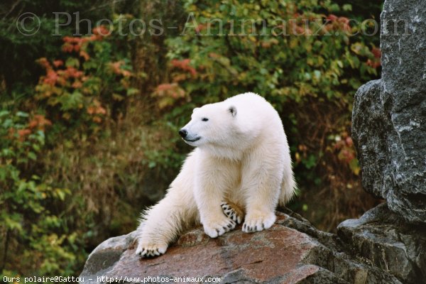 Photo d'Ours