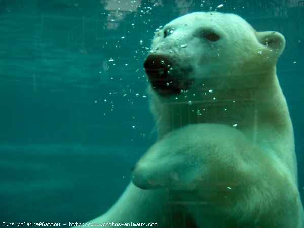 Photo d'Ours