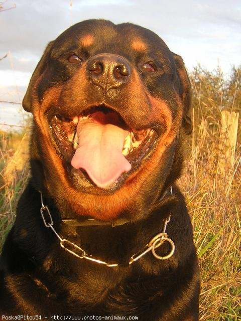 Photo de Rottweiler