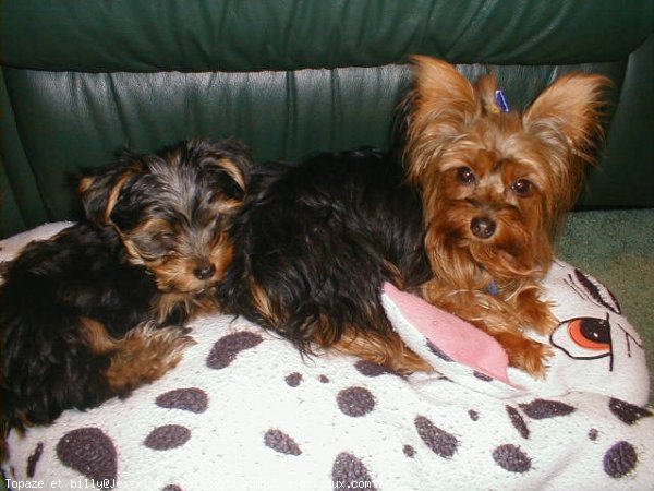 Photo de Yorkshire terrier