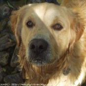 Photo de Golden retriever